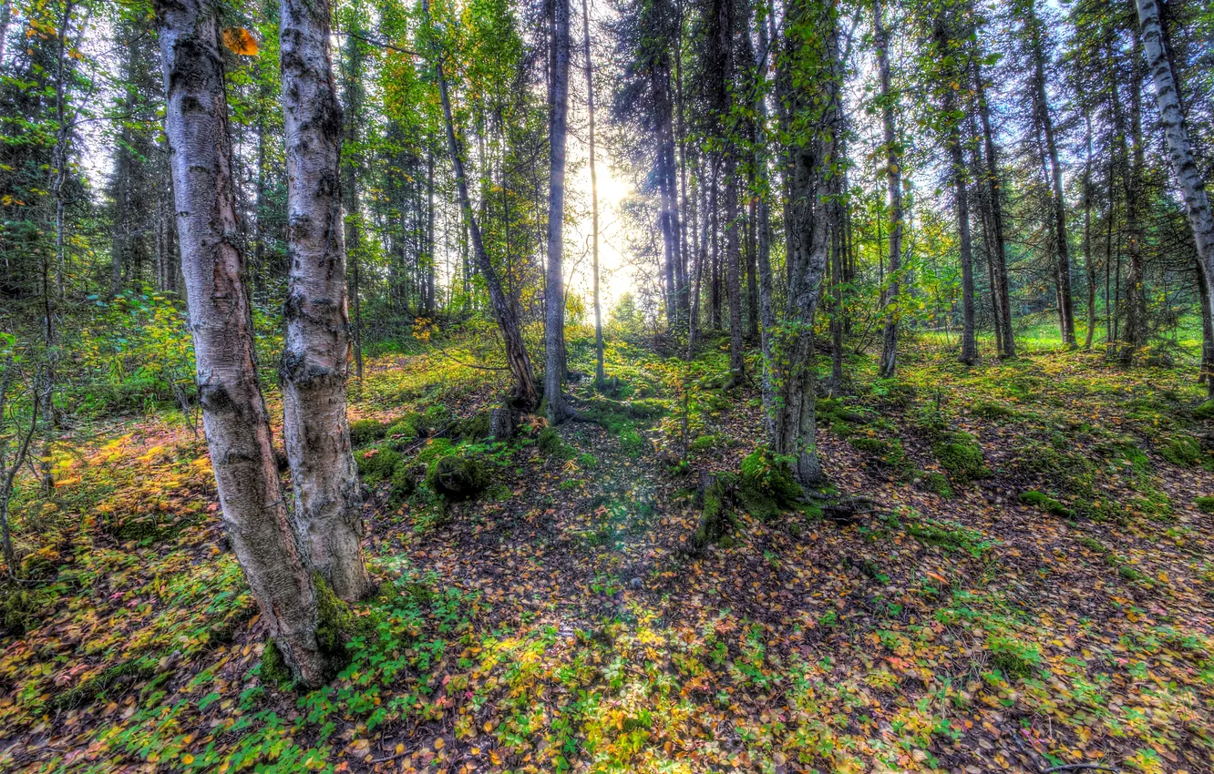 Фото обои лес, деревья, листва, солнечный свет