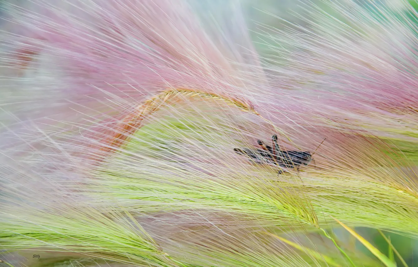 Фото обои трава, природа, растение, цвет, насекомое, кузнечик