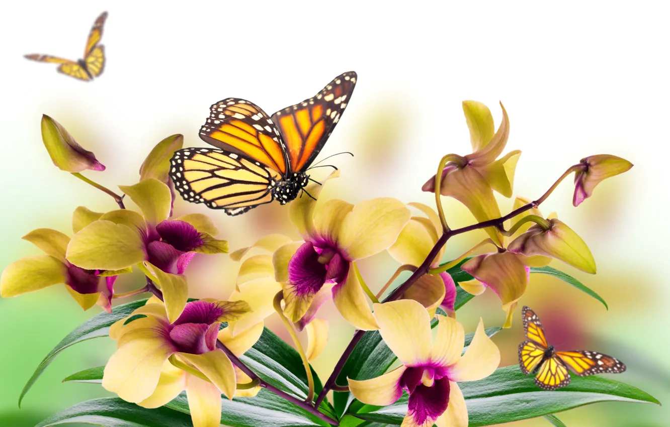 Фото обои листья, цветы, коллаж, бабочка, лепестки, мотылек, орхидея