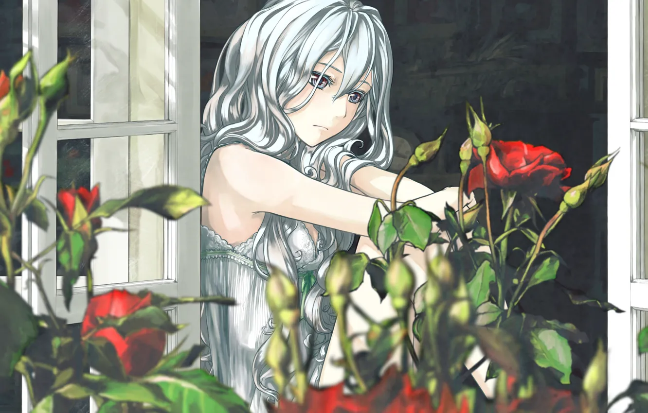 Фото обои цветы, розы, Девушка, окно