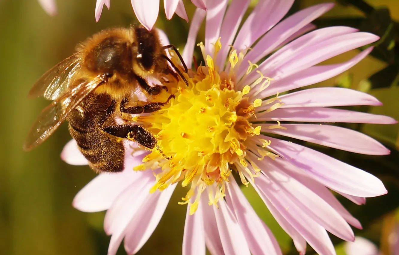 Фото обои flower, insect, bee