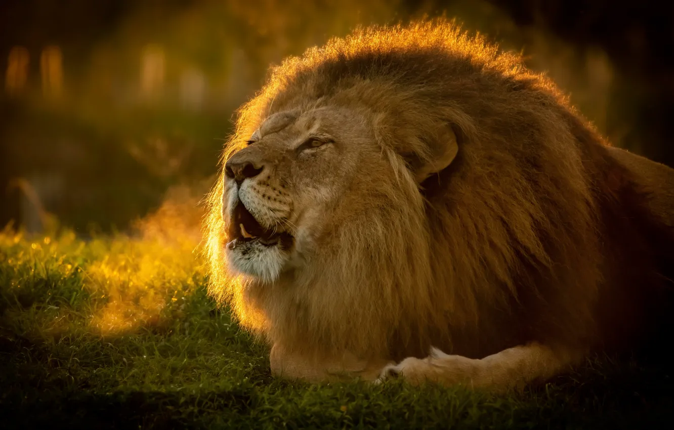 Фото обои морда, лев, грива, царь зверей, дикая кошка