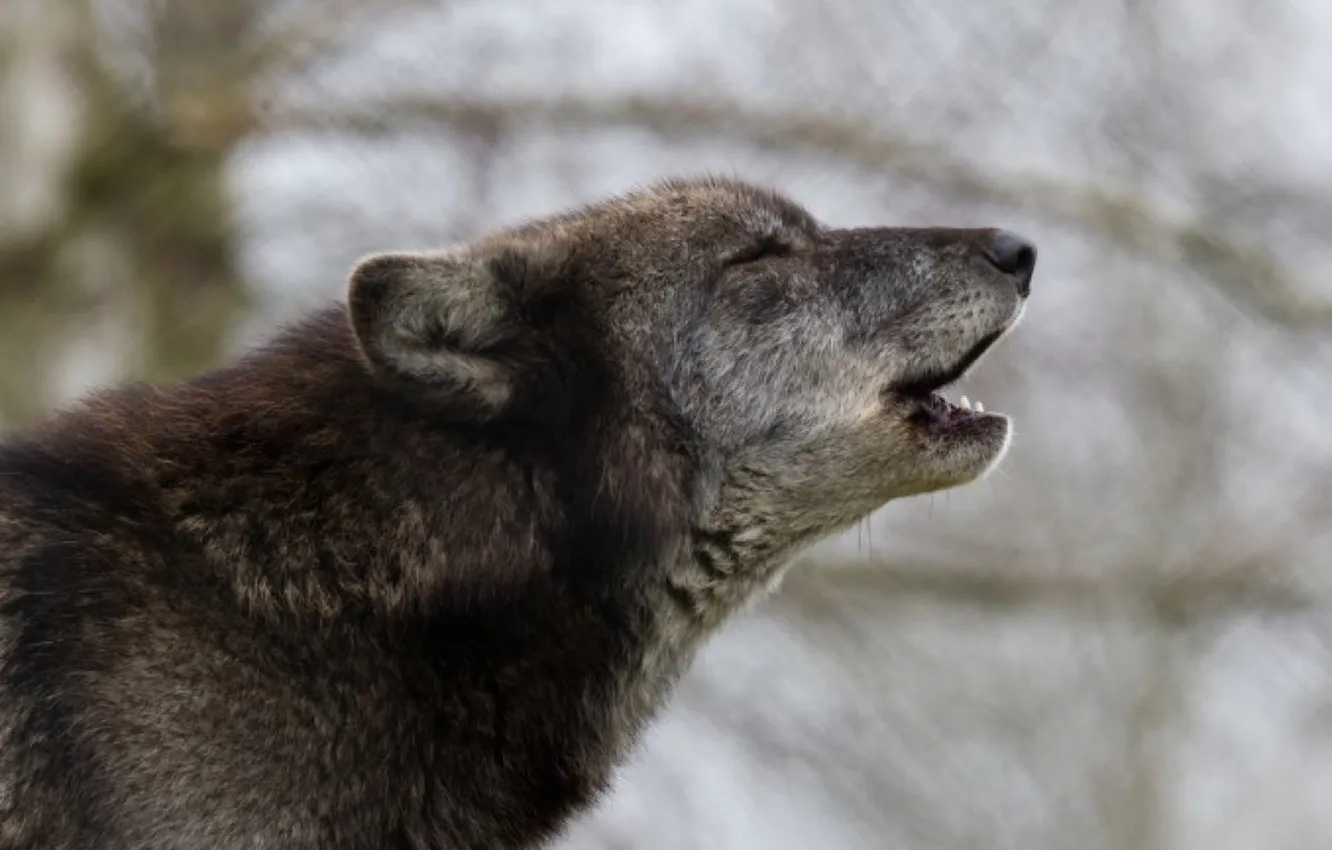 Фото обои nature, face, animal, wolf, wildlife, head, fur, mammal