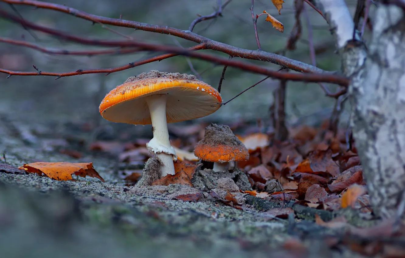Фото обои осень, ветки, природа, листва, грибы, мухоморы