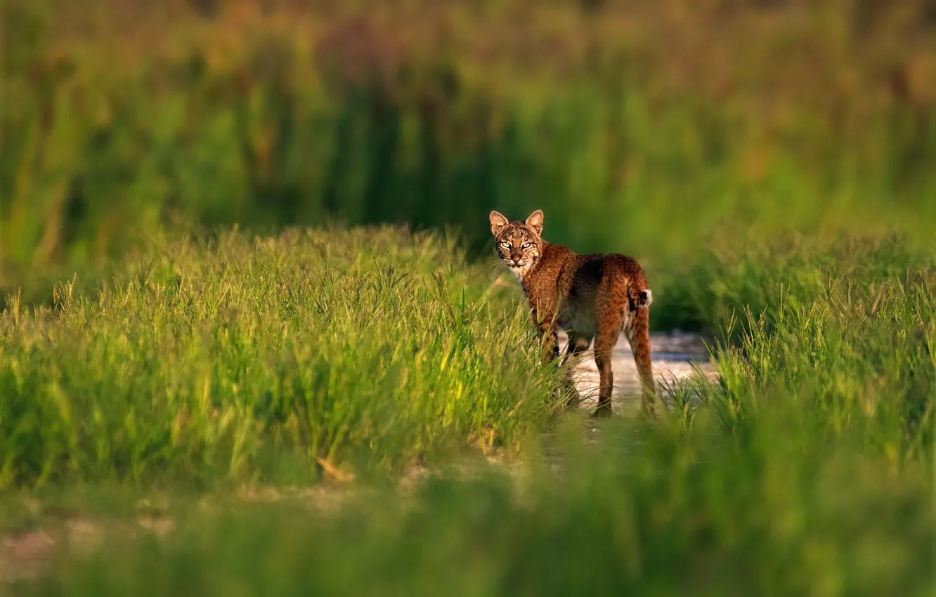 Фото обои трава, природа, прогулка, рысь