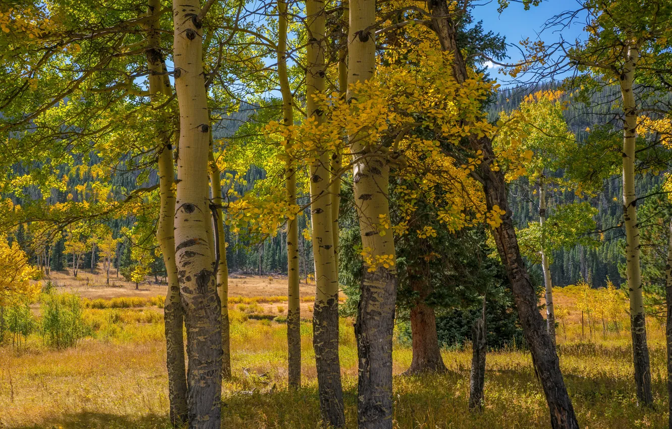Фото обои осень, лес, солнце, деревья, горы, США, Rocky Mountain National Park