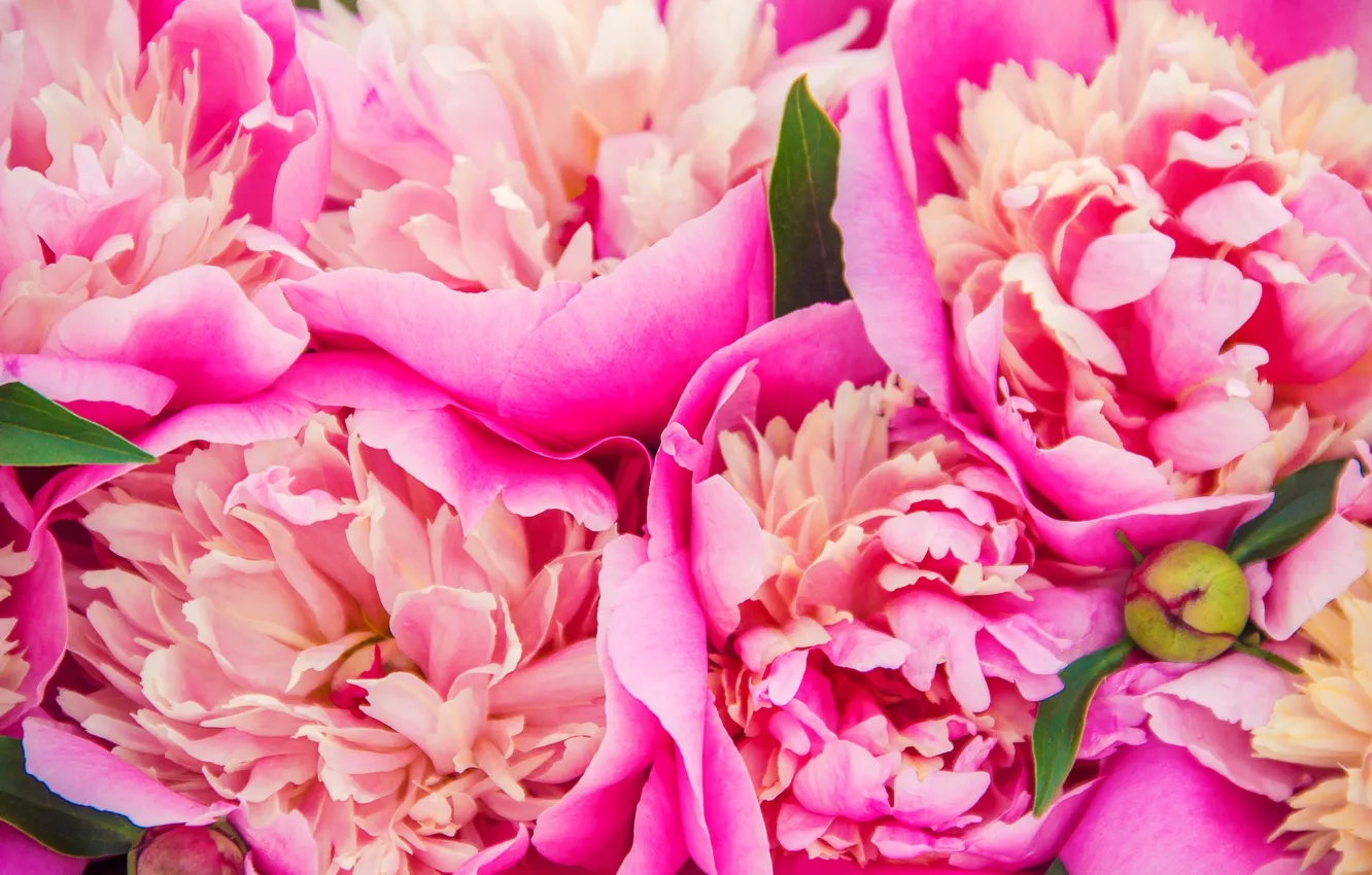 Фото обои цветы, букет, розовые, pink, flowers, beautiful, пионы, peonies