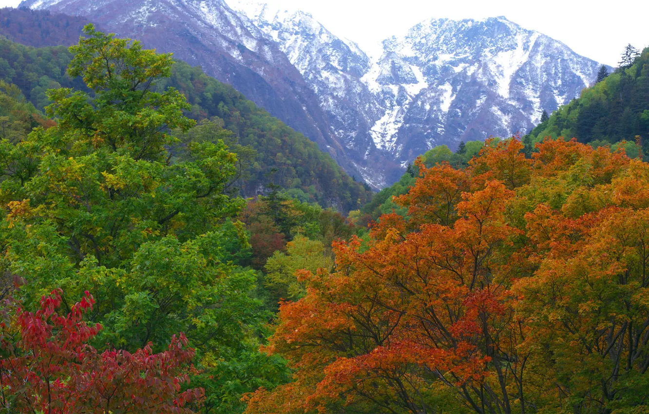Фото обои осень, лес, горы, природа, Япония