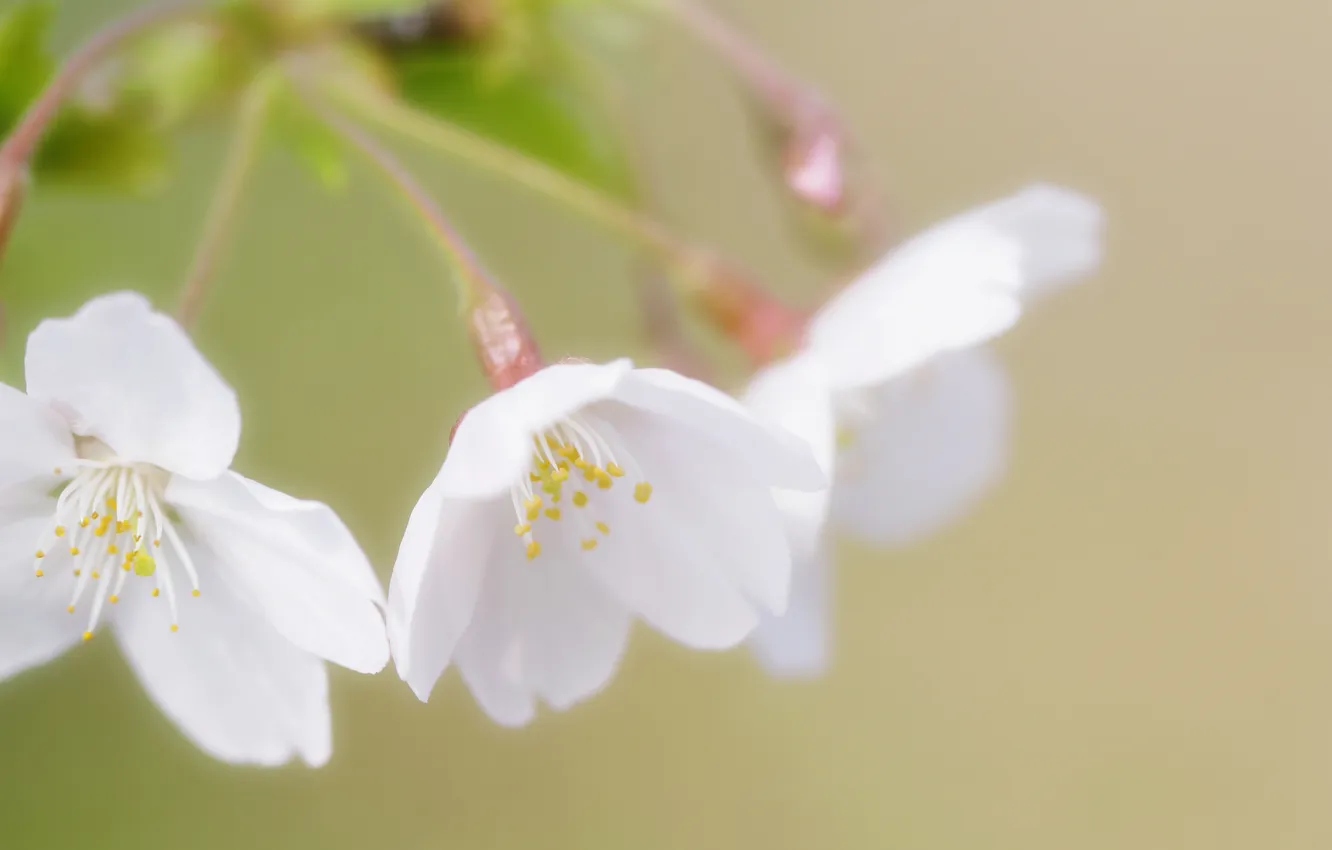 Фото обои зелень, природа, веточка, весна, лепестки, белые, цветение, вишня. сакура