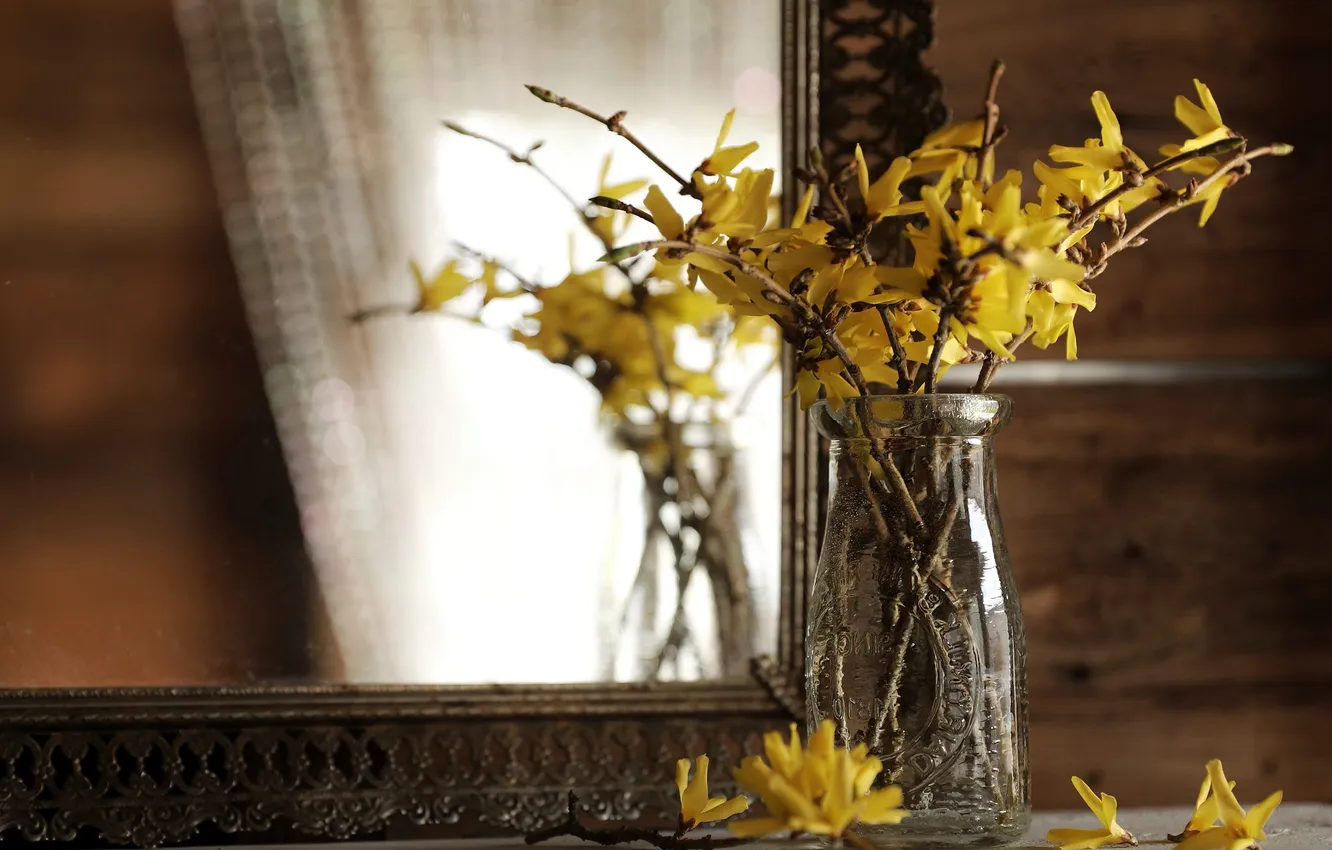 Фото обои ветки, отражение, зеркало, цветки, Форсайтия