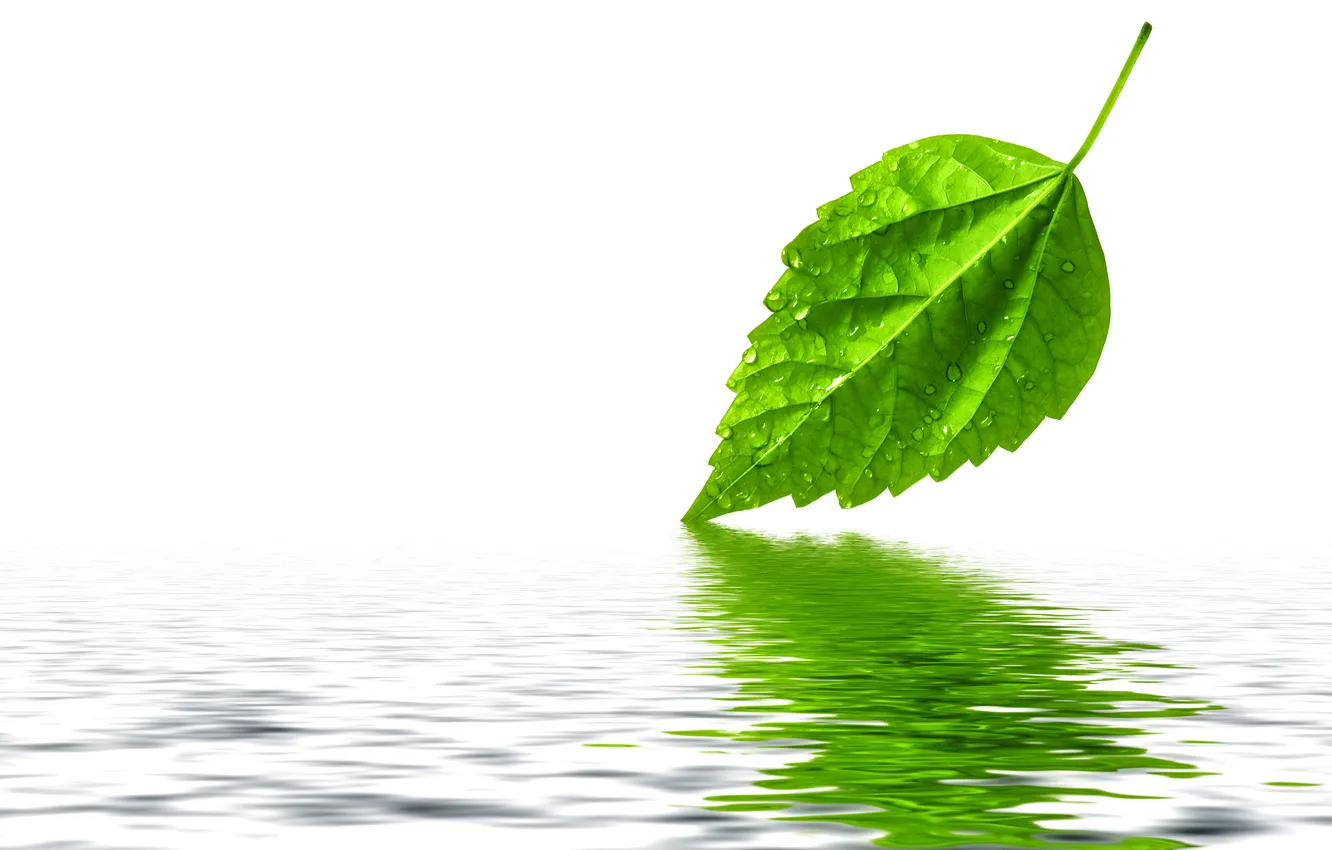 Фото обои вода, капли, лист, зеленый, отражение