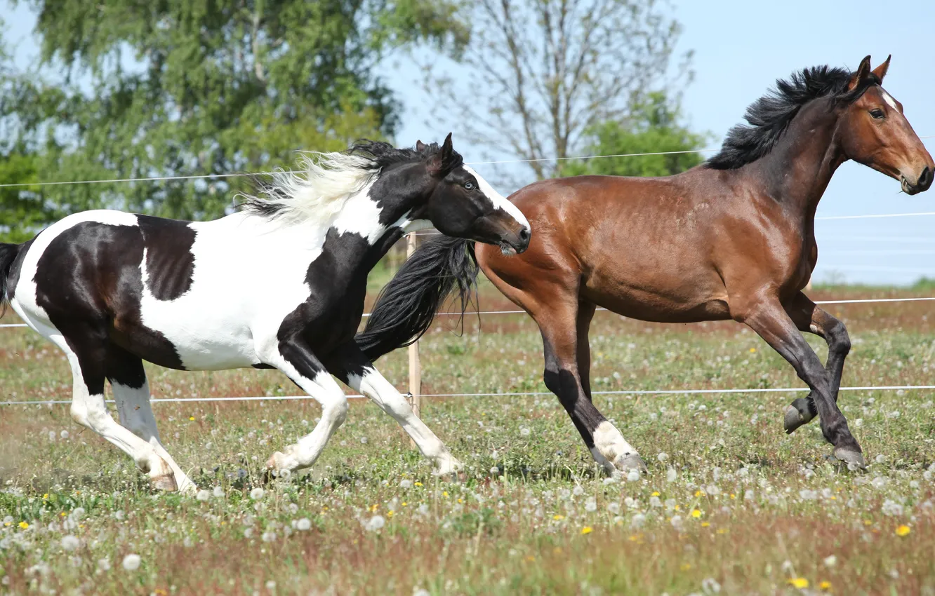 Фото обои трава, кони, лошади, пара