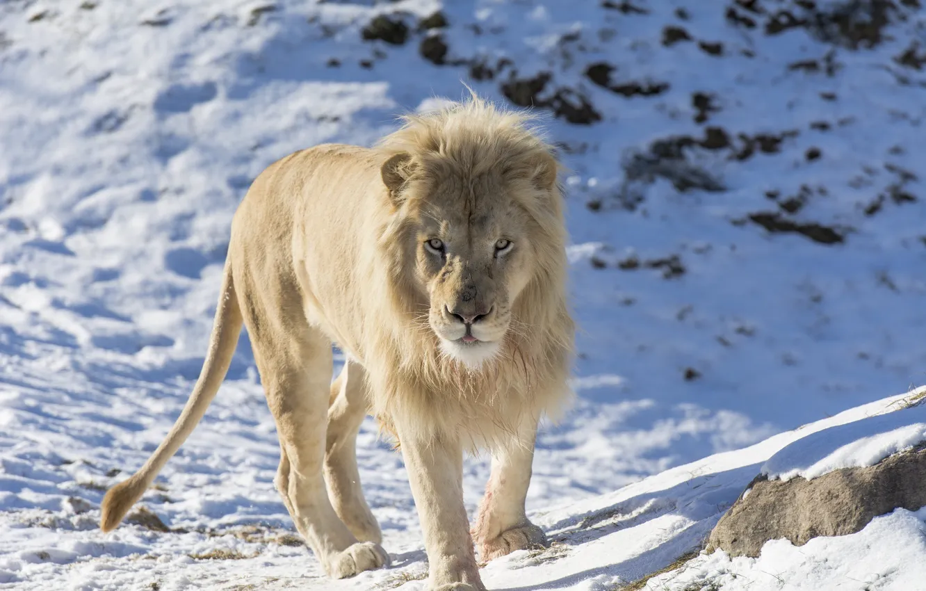 Фото обои морда, хищник, грива, дикая кошка, зоопарк, белый лев