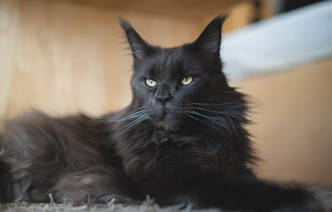 Фото обои кошка, кот, взгляд, морда, черный, портрет, лежит, мейн-кун