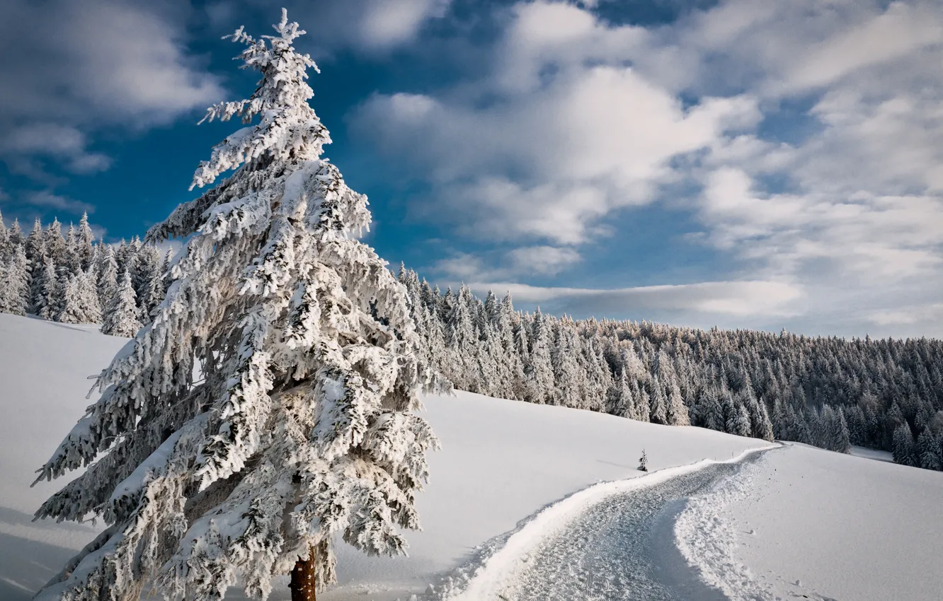 Фото обои зима, дорога, лес, небо, снег, деревья, елка, ель