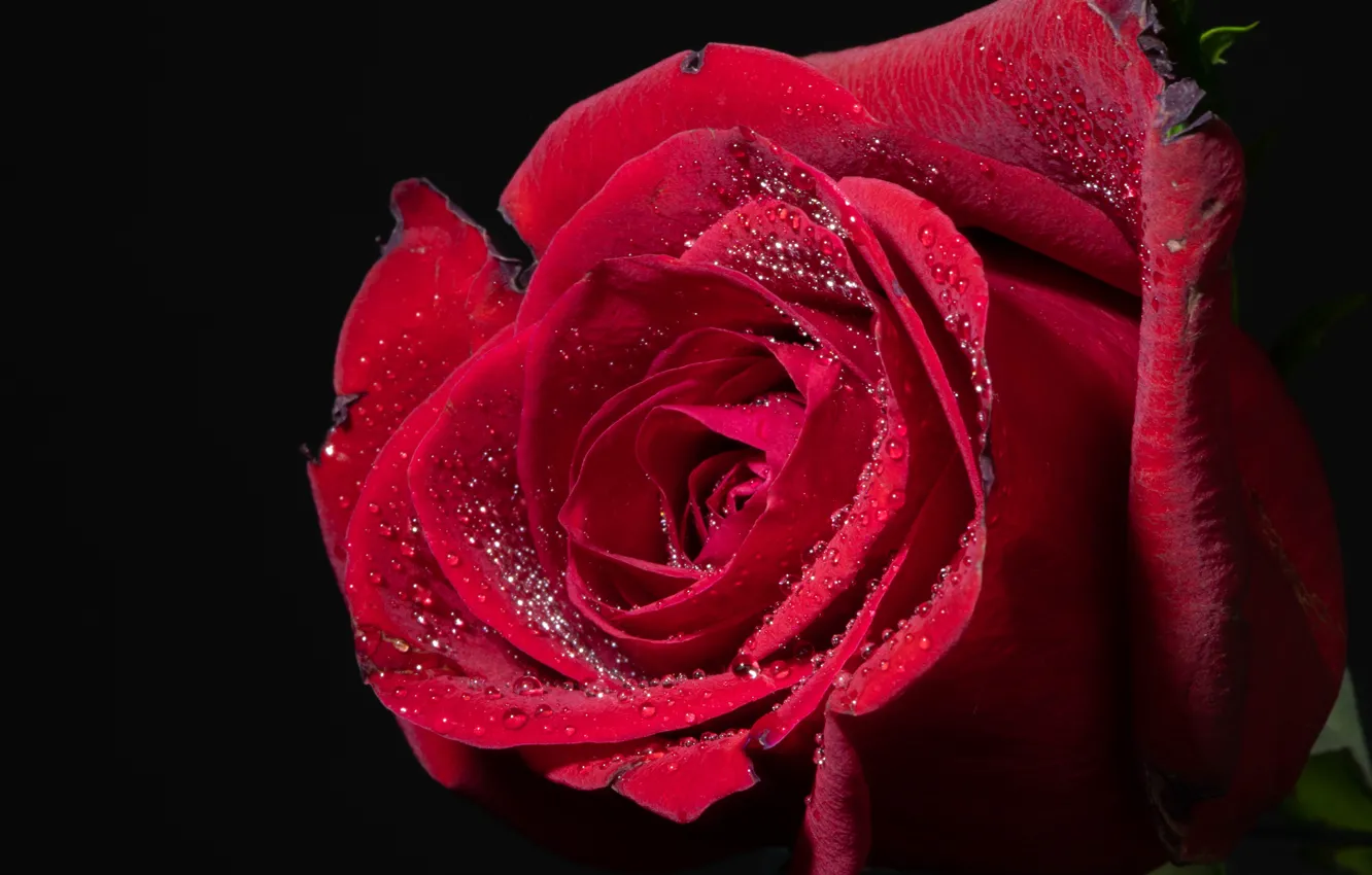 Фото обои макро, роза, лепестки, бутон, чёрный фон