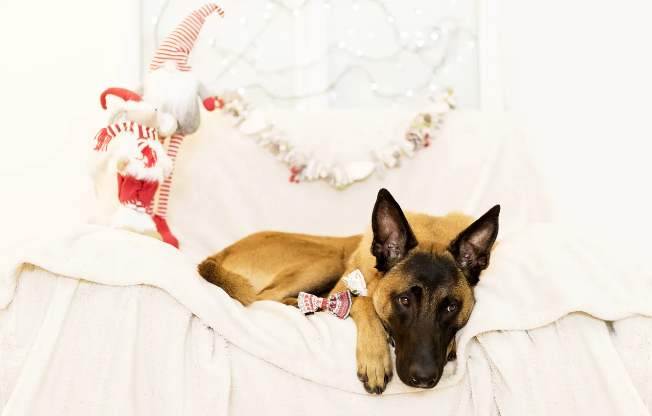 Фото обои праздник, игрушки, новый год, рождество, собака, подарки, овчарка, малинуа
