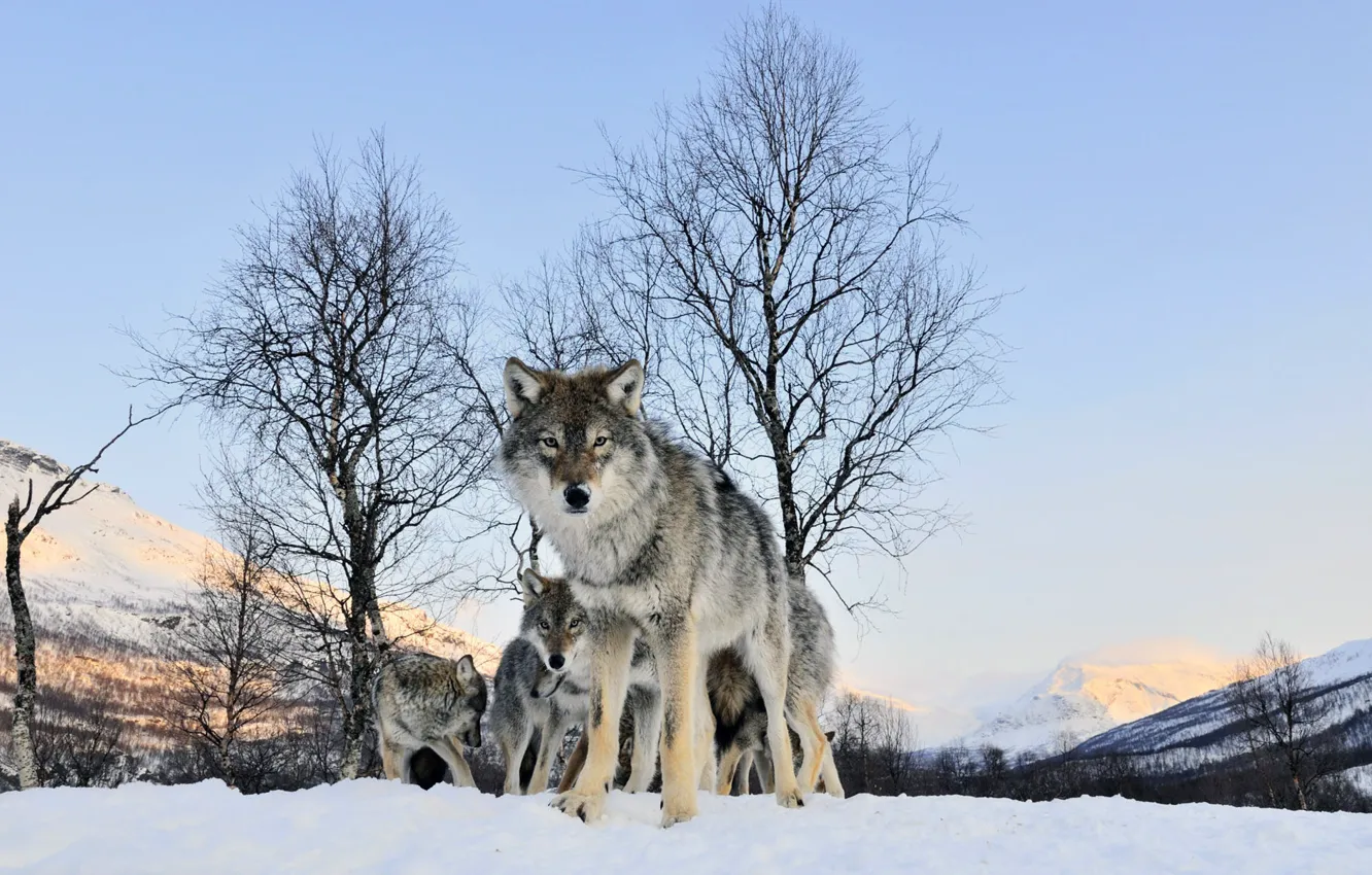 Фото обои зима, взгляд, Волк
