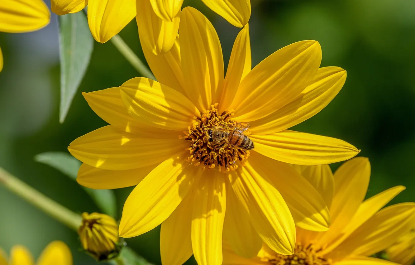Фото обои макро, пчела, лепестки, насекомое, Топинамбур