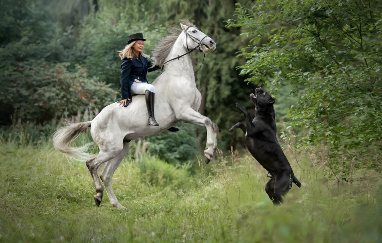 Фото обои лошадь, собака, девочка, наездница