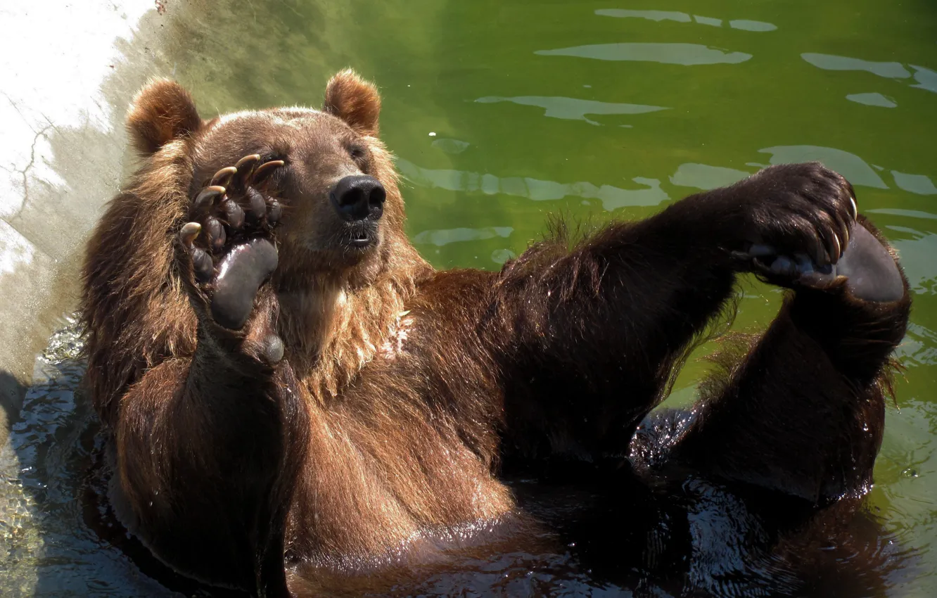 Фото обои медведь, купается, косолапый