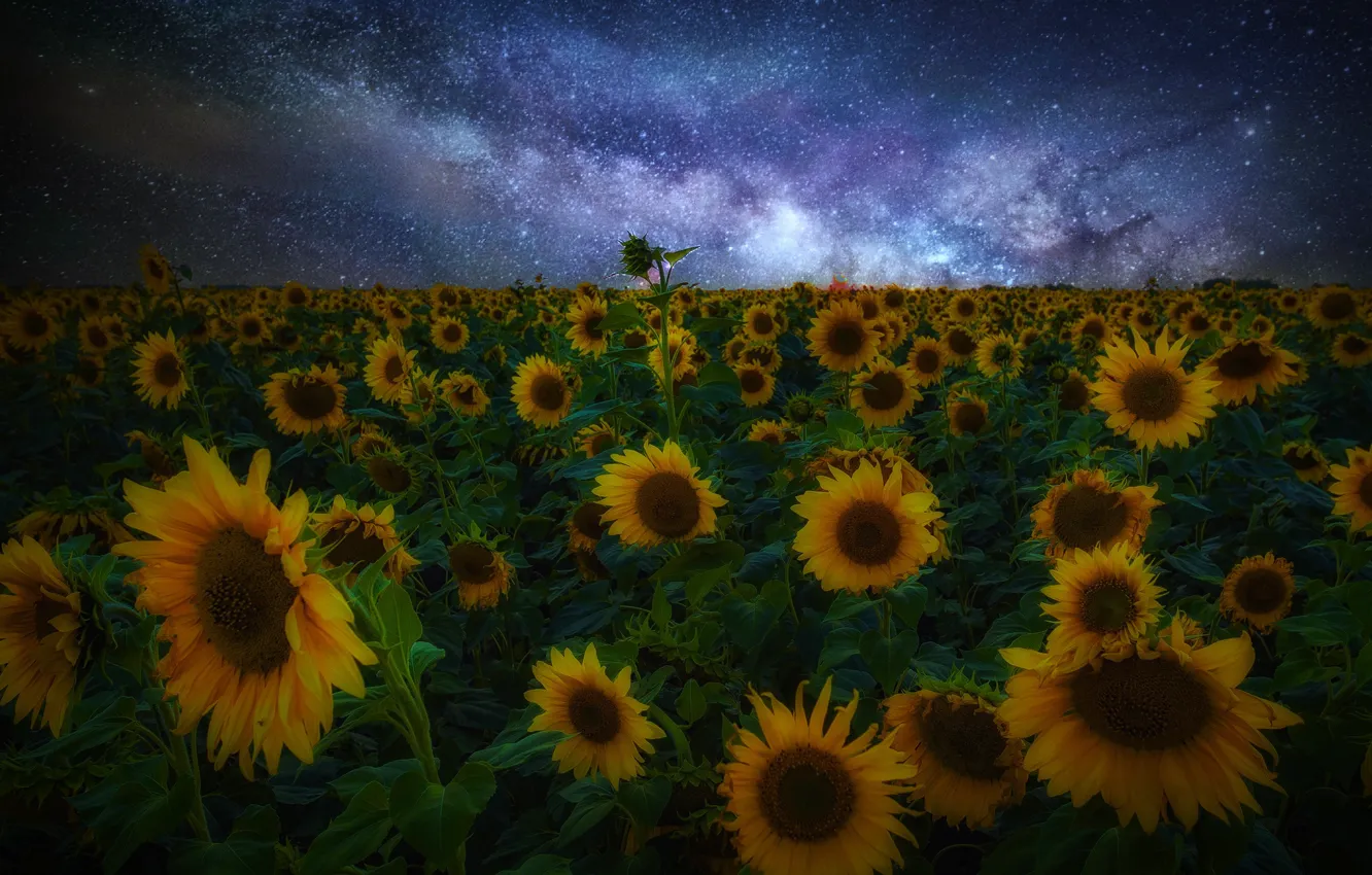 Фото обои поле, небо, подсолнухи, ночь, природа, звёзды, Павел Сагайдак