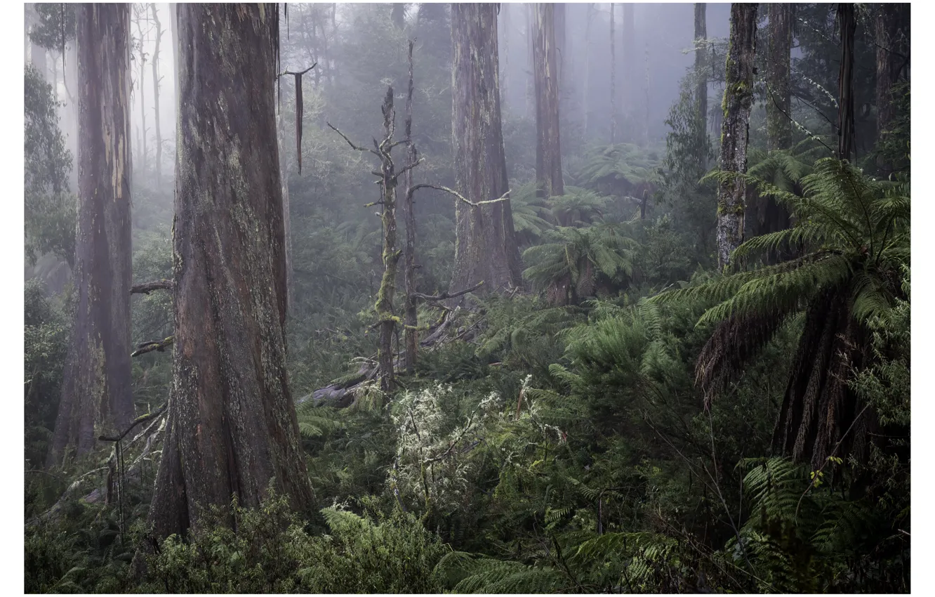 Фото обои лес, деревья, природа, туман, Виктория, Австралия, папоротники, Australia
