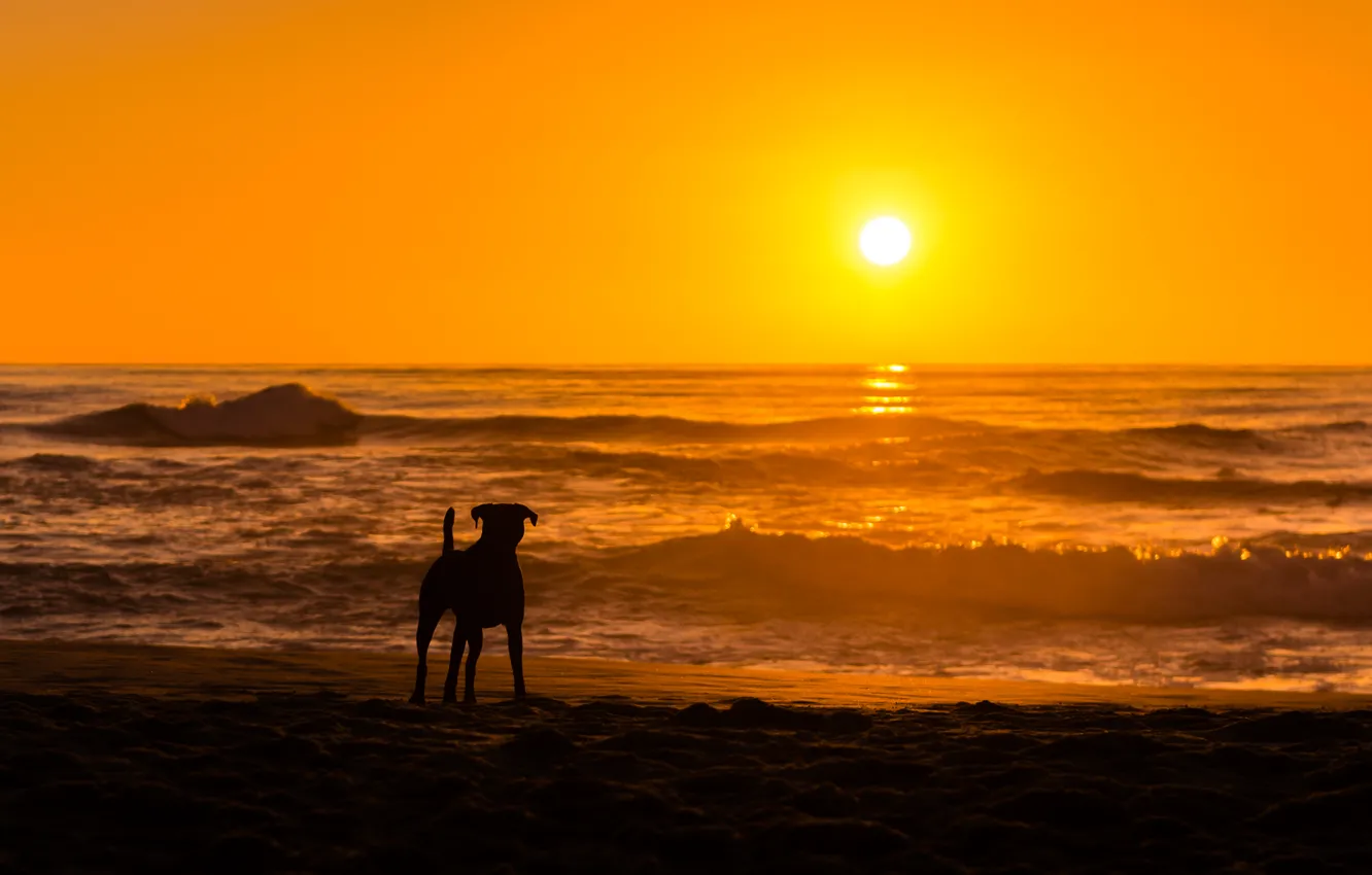 Фото обои море, закат, собака