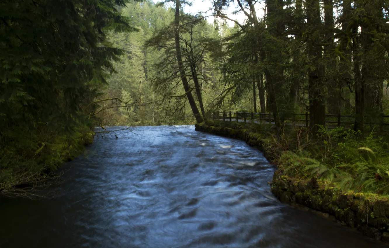 Фото обои лес, деревья, река, течение, водопад, США, тропинка, Oregon