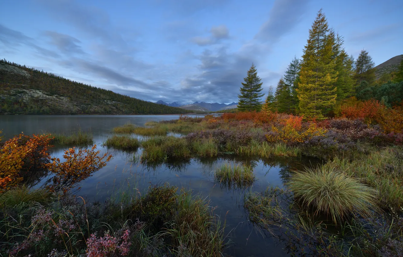 Фото обои осень, лес, небо, берег, вечер, сумерки, водоем