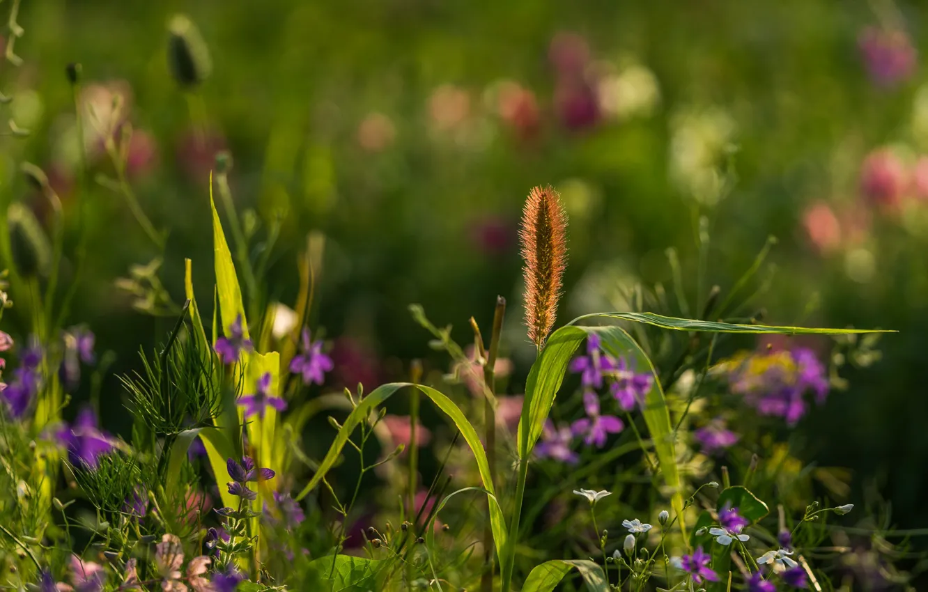 Фото обои трава, цветы, луг