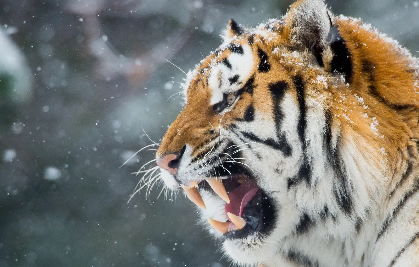 Фото обои зима, морда, тигр, зубы, пасть, оскал