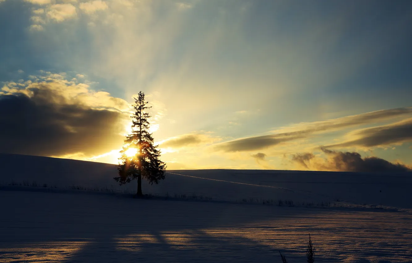 Фото обои зима, снег, закат, дерево