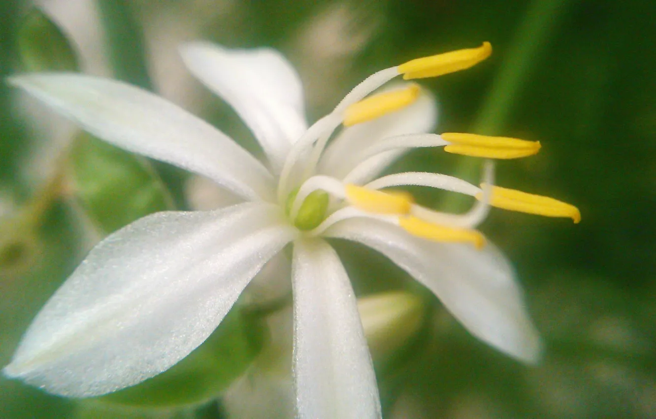 Фото обои white, flower, beautiful, pollen