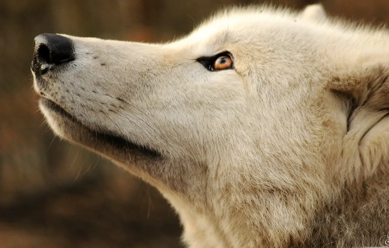 Фото обои white, animals, wildlife, mammal, carnivore, gray wolf