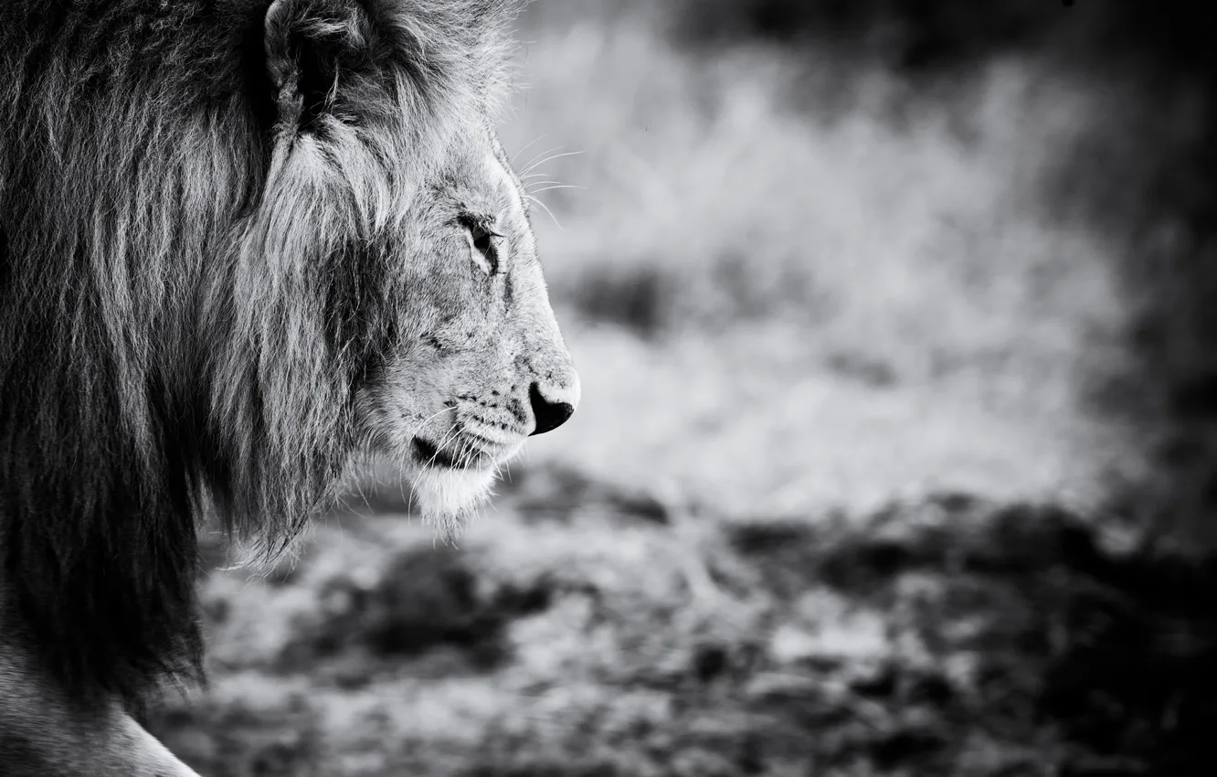 Фото обои животное, лев, черно-белое, animals, lion