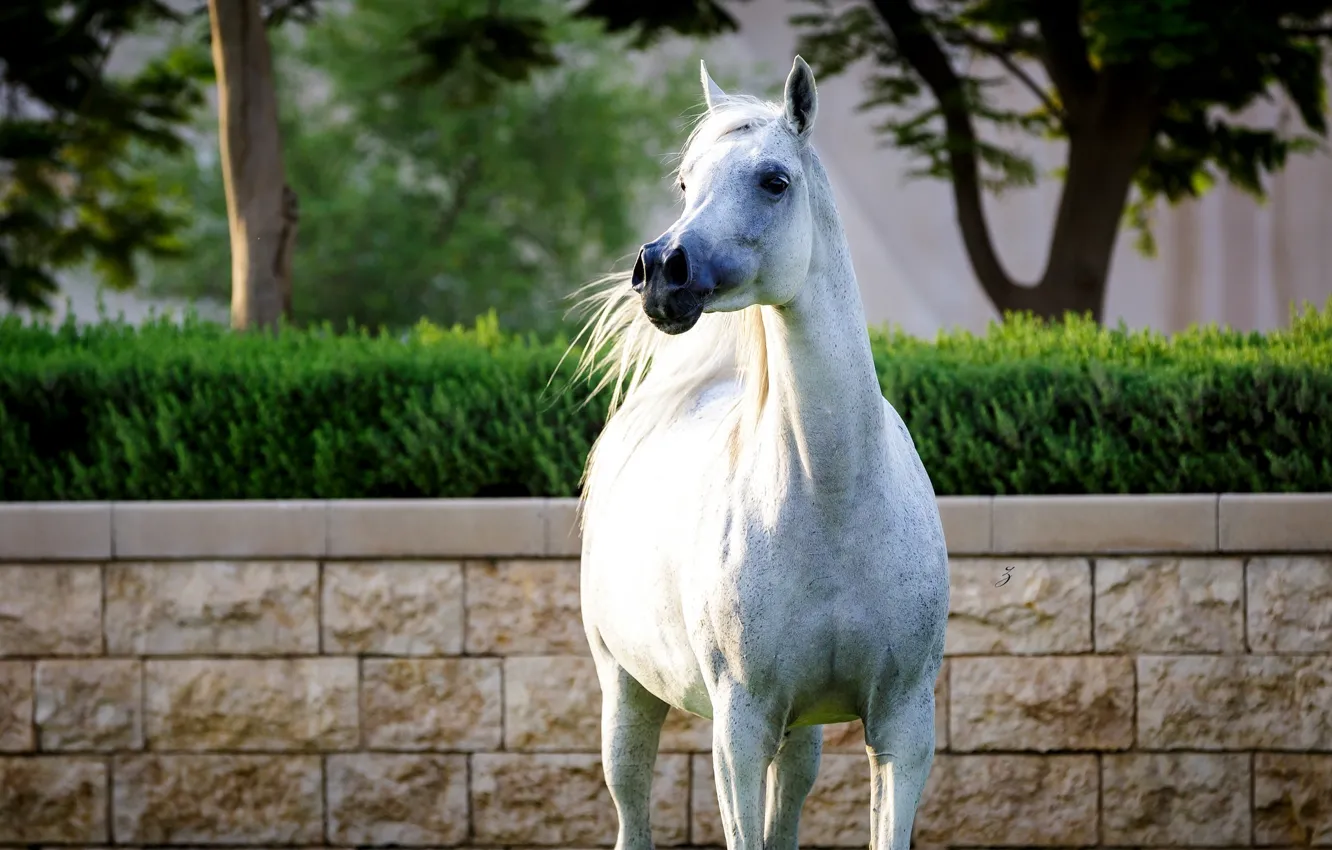 Фото обои белый, конь, лошадь, позирует