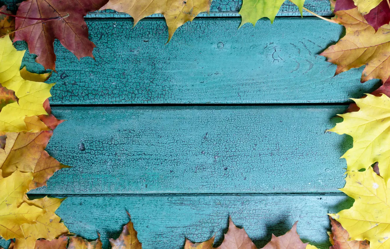 Фото обои осень, листья, фон, colorful, клен, wood, background, autumn