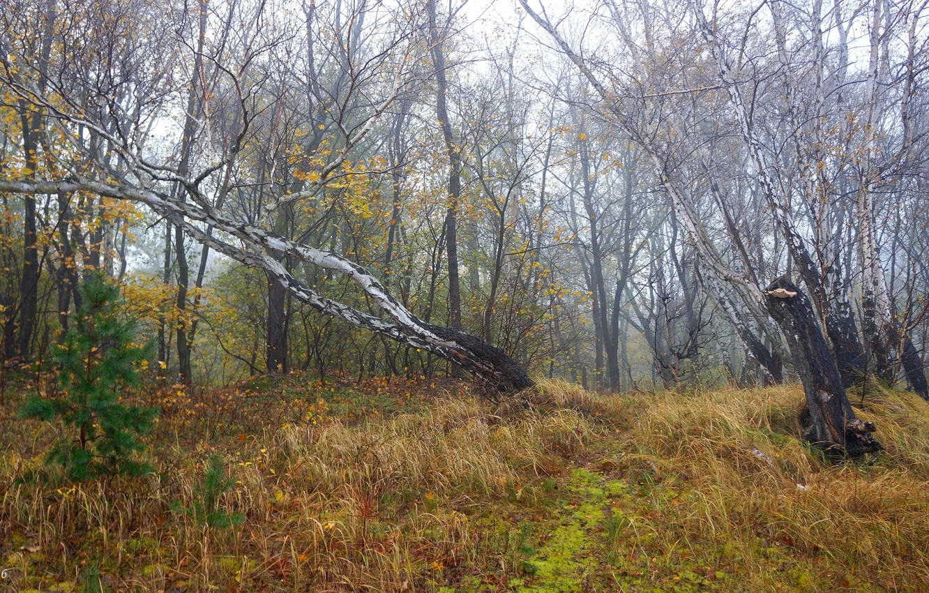 Фото обои forest, park, autumn, tree