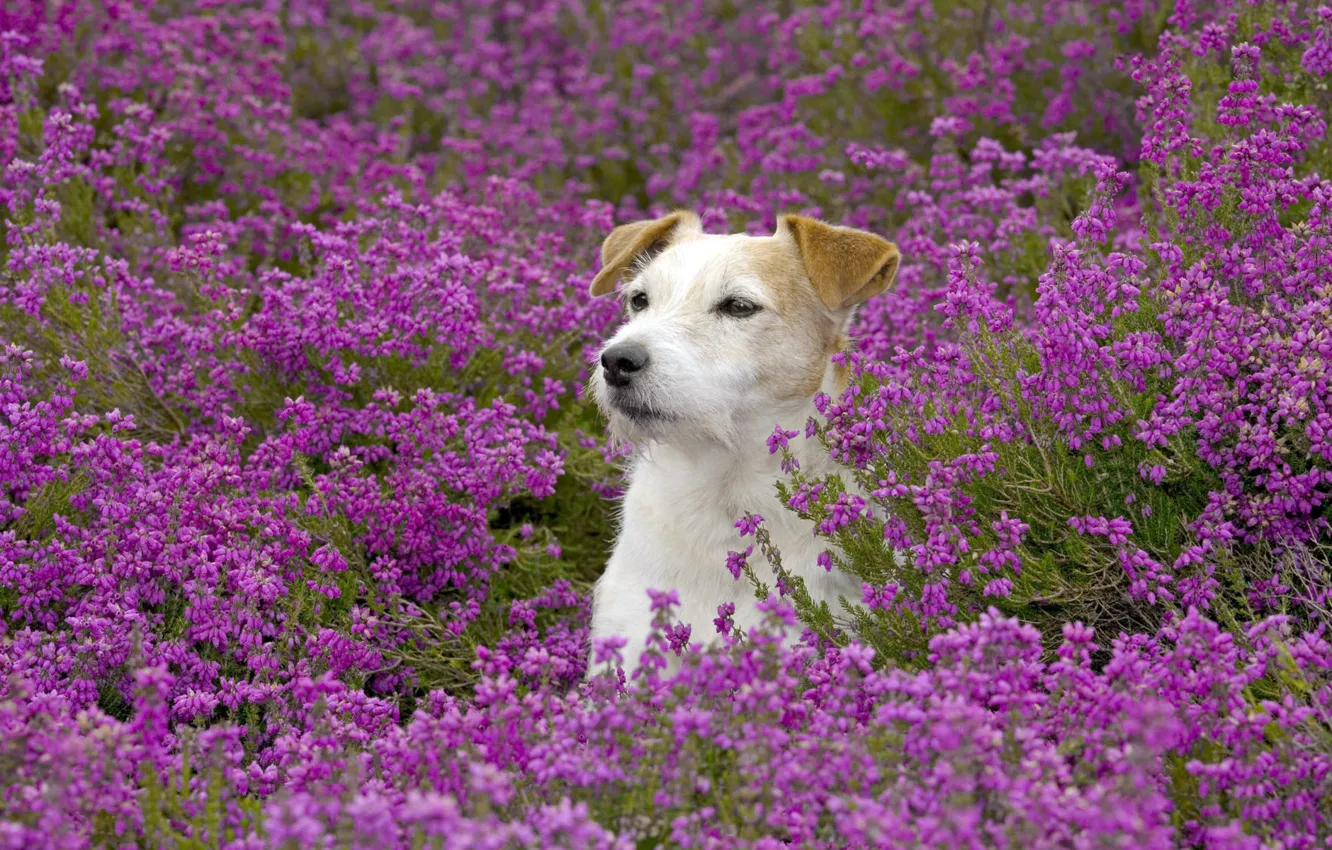 Фото обои поле, цветы, пёс