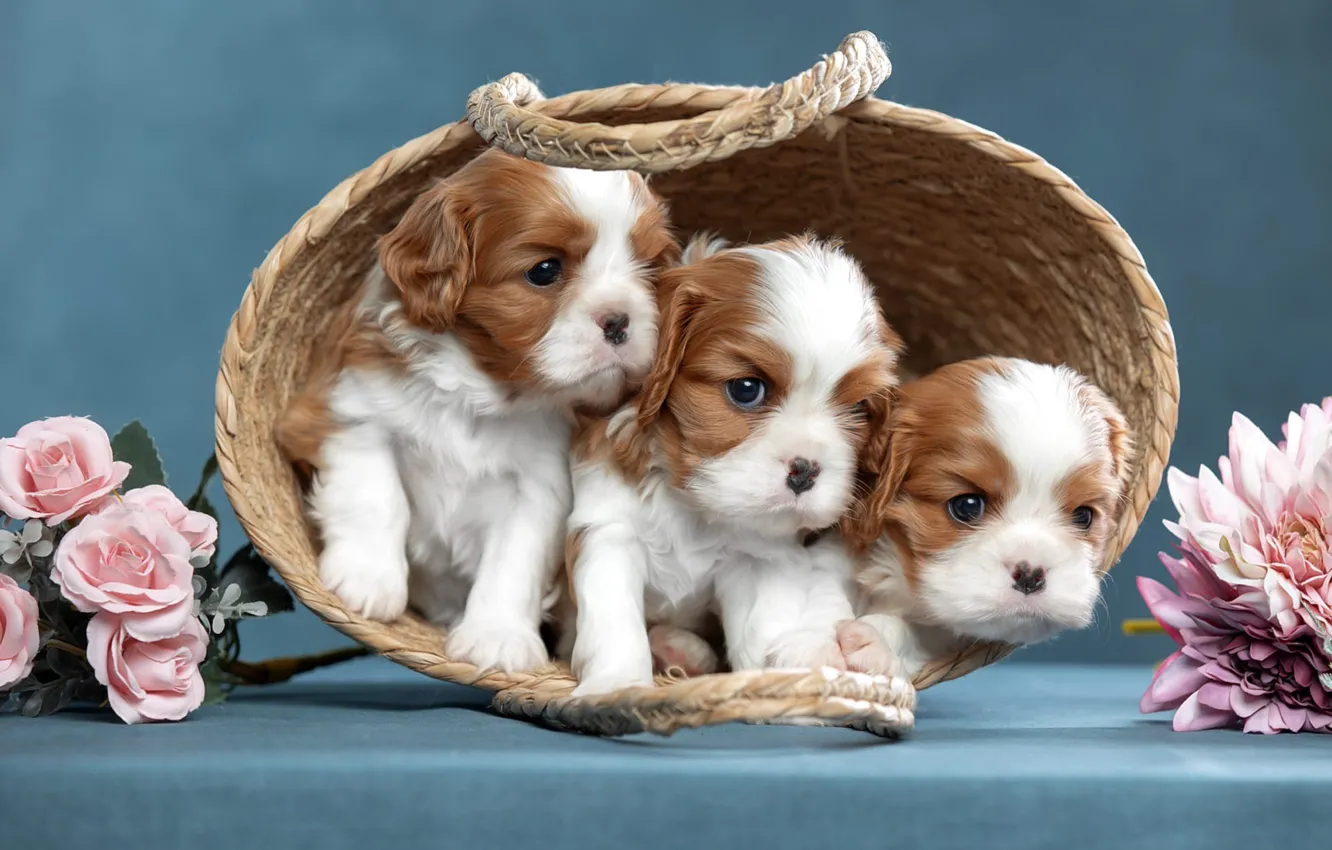 Фото обои собаки, цветы, фон, щенки, корзинка, трио, троица, Кавалер-кинг-чарльз-спаниель