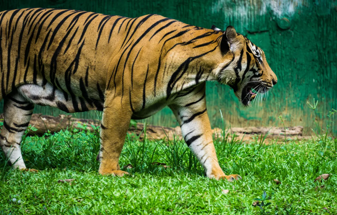 Фото обои green, black, nature, tiger, stripes, animal, zoo, mammal
