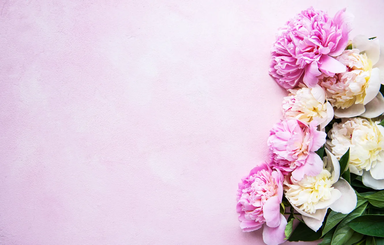 Фото обои цветы, лепестки, розовый фон, pink, flowers, пионы, petals, peonies