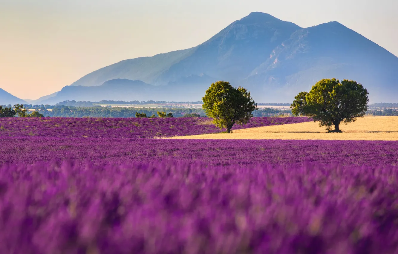 Фото обои поле, цветы, горы, Франция, лаванда, Прованс-Альпы-Лазурный берег, Валенсоль
