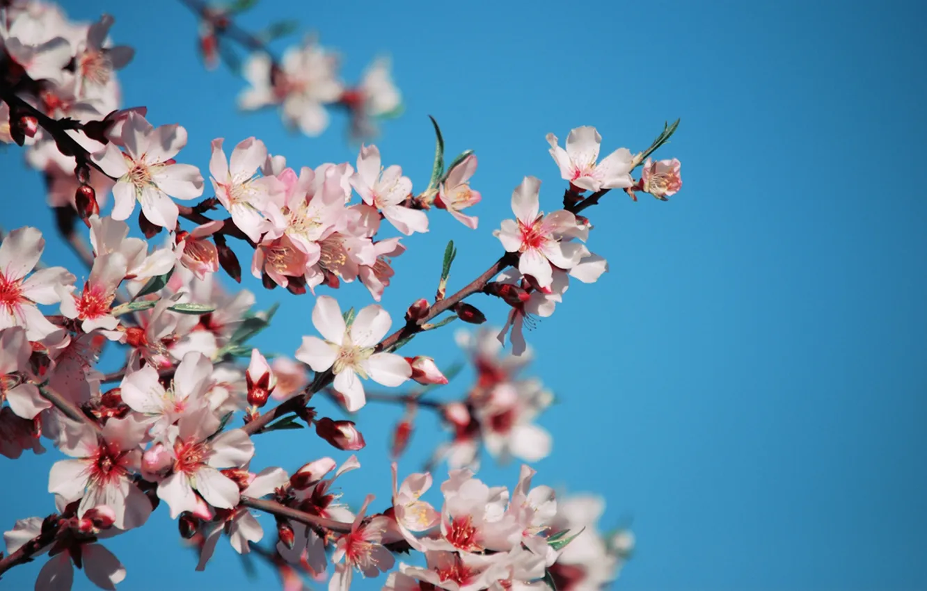 Фото обои небо, цветы, вишня, ветви, голубое, весна, лепестки, сакура