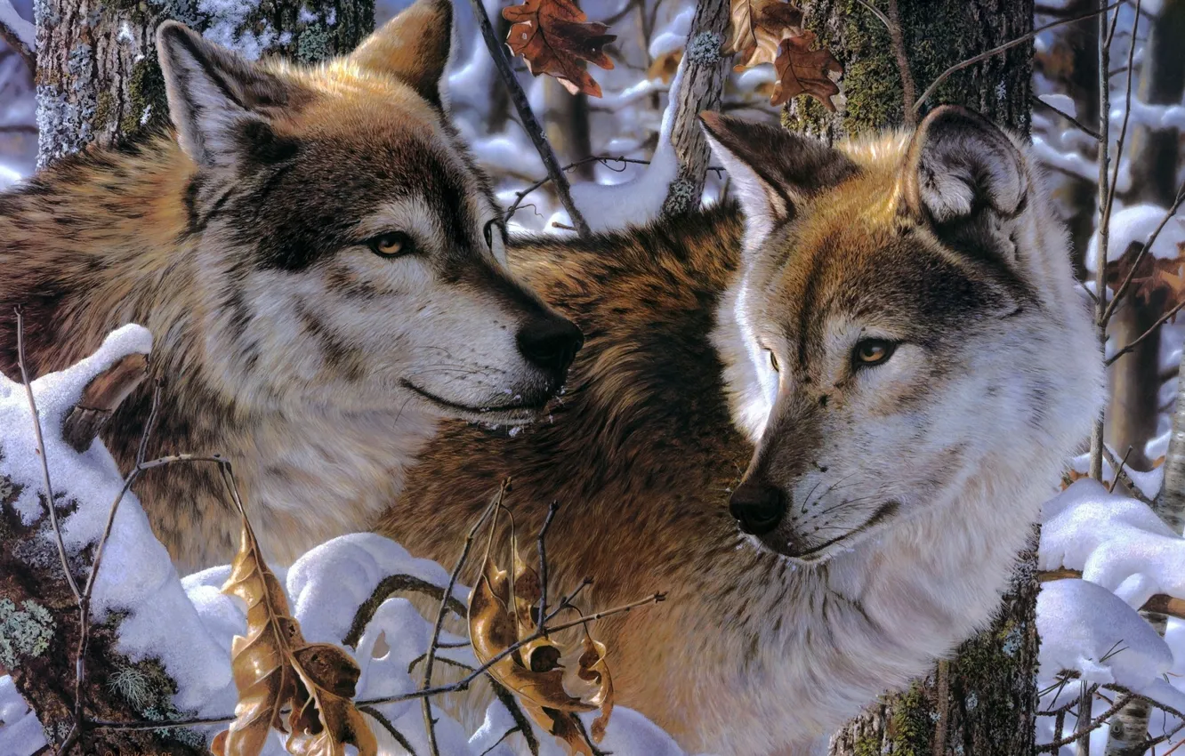 Фото обои зима, животные, взгляд, снег, волки
