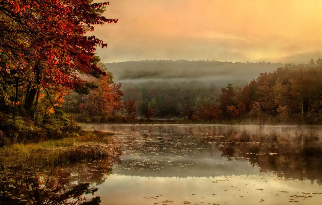 Фото обои деревья, туман, озеро, отражение, утро, зеркало