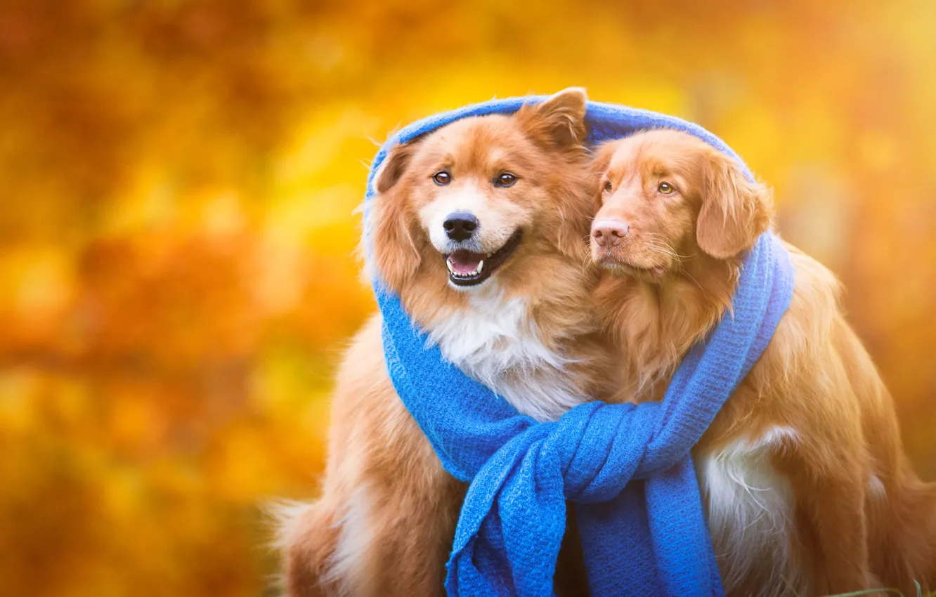 Фото обои осень, собаки, тепло, фон, шарф, щенки, дружба, пара