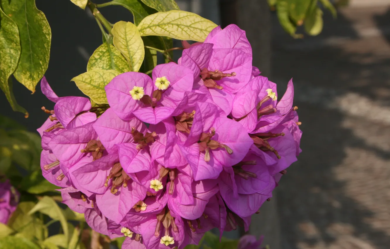 Фото обои Цветение, Pink flowers, бугенвиллея, Flowering, Розовые цветы