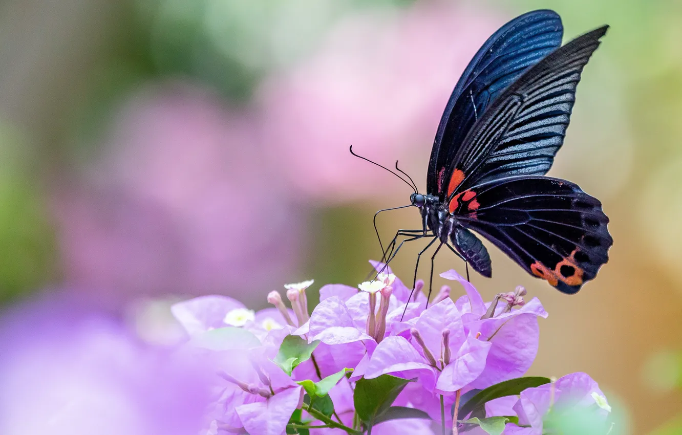 Фото обои макро, цветы, фон, бабочка, черная, насекомое, розовые, бугенвиллия